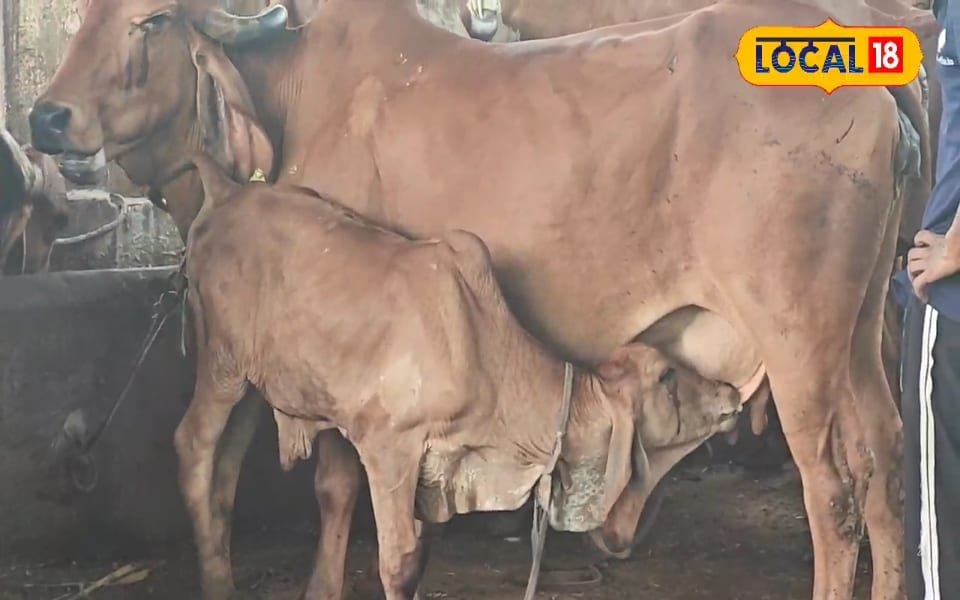 From 2 cows to ₹10Cr, employing 130-Gaushala success story