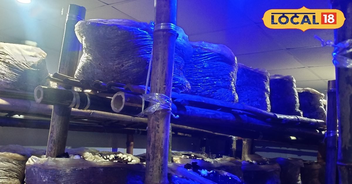 Bihar entrepreneur trains 800 farmers, starts mushroom business with ₹500